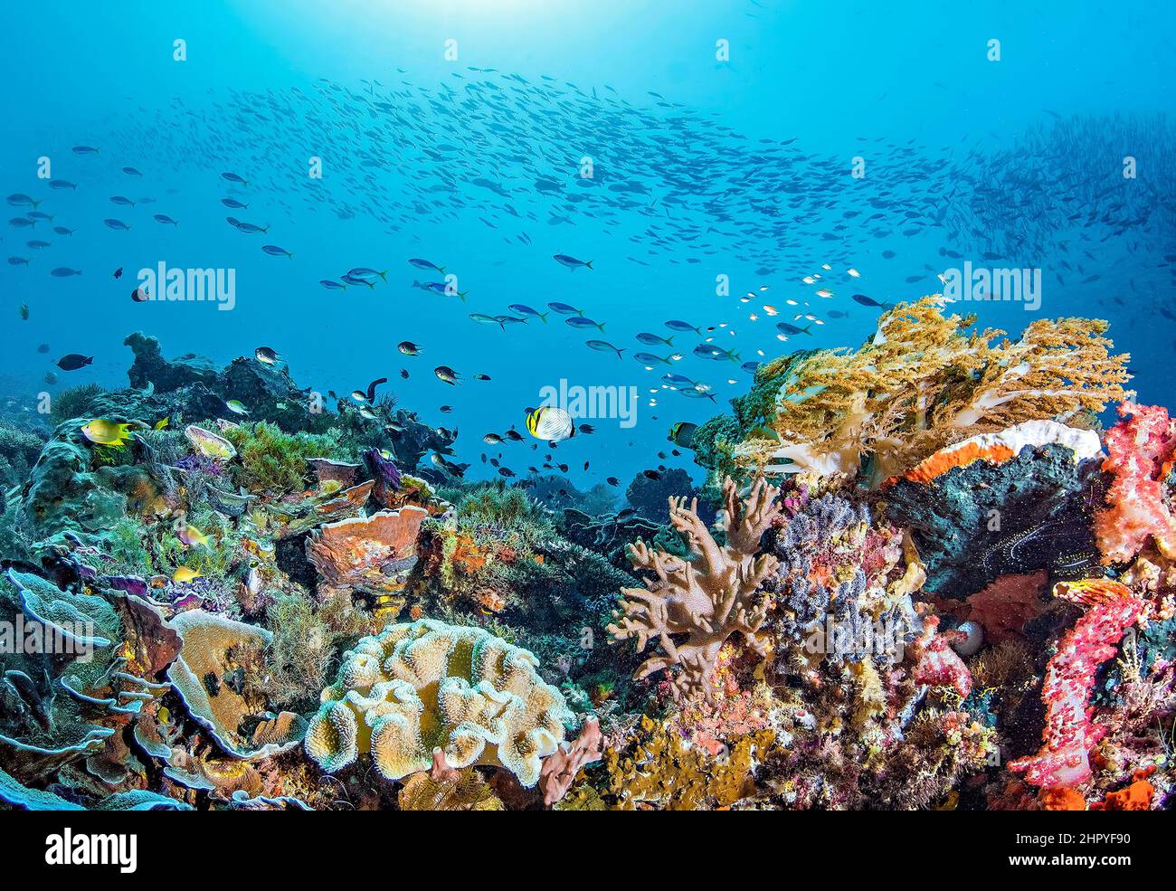 Unterwasserwelt. Korallenriff und Fische in Wayag Raja Ampat Stockfoto