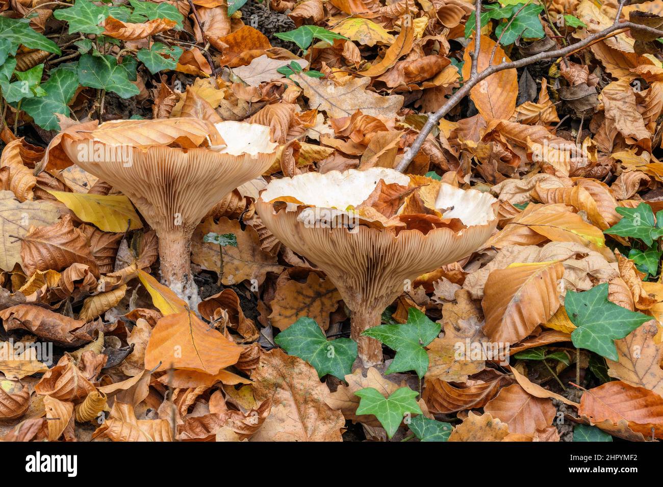 Gewöhnlicher Trichtermütze (Infundibulicybe gibba) in einem savoyischen Laubwald, Haute Savoie, Frankreich Stockfoto