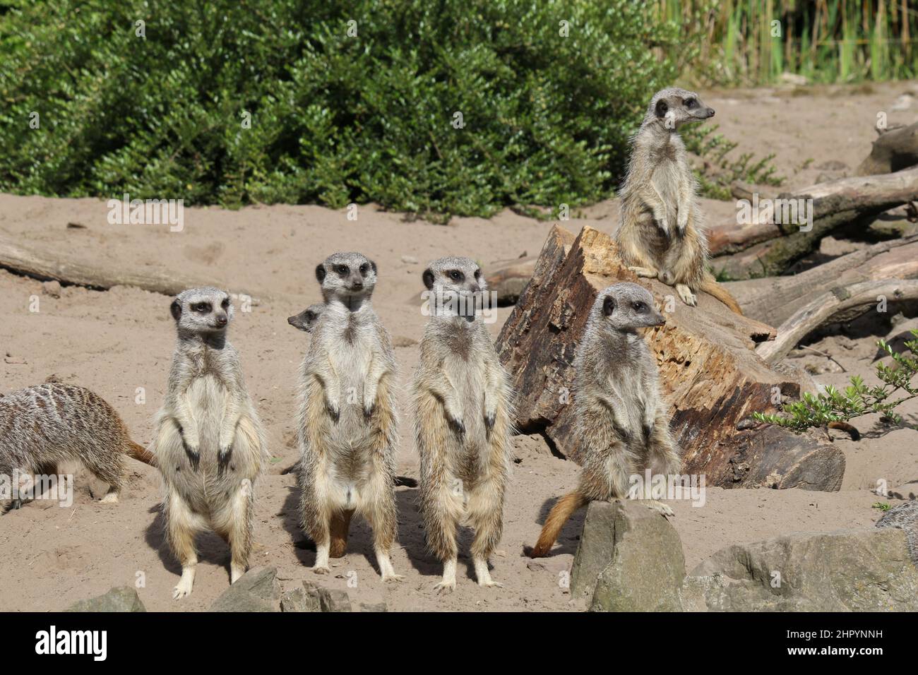 Im Sommer steht eine Gruppe Erdmännchen senkrecht auf einem sandigen Feld mit Felsen in einem Tierpark Stockfoto