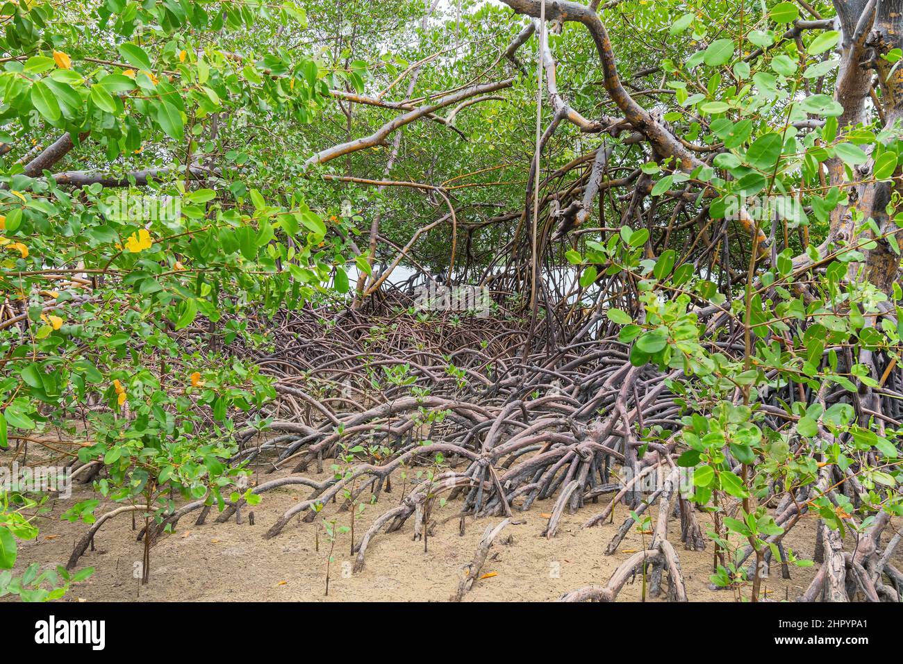 Naturlandschaft von Mangroven rund um den Fluss Ipojuca, in der Nähe von Camboa Strand, Ipojuca - PE, Brasilien. Pflanzen und Bäume in einer feuchten Region mit sandigen Böden. Stockfoto