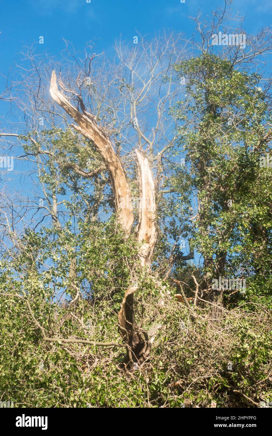 Ein Baum, der durch Sturm beschädigt wurde, windet sich entlang South View, Fatfield, Washington, Nordostengland, Großbritannien, Februar 2022 Stockfoto