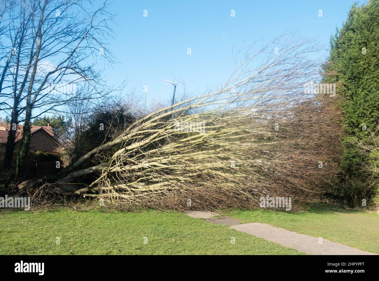 Ein großer Baum, der über einen Fußweg herabgebracht wurde und einen Laternenpfahl in Fatfield, Washington, Nordostengland, beschädigt, Großbritannien Februar 2022. Stockfoto