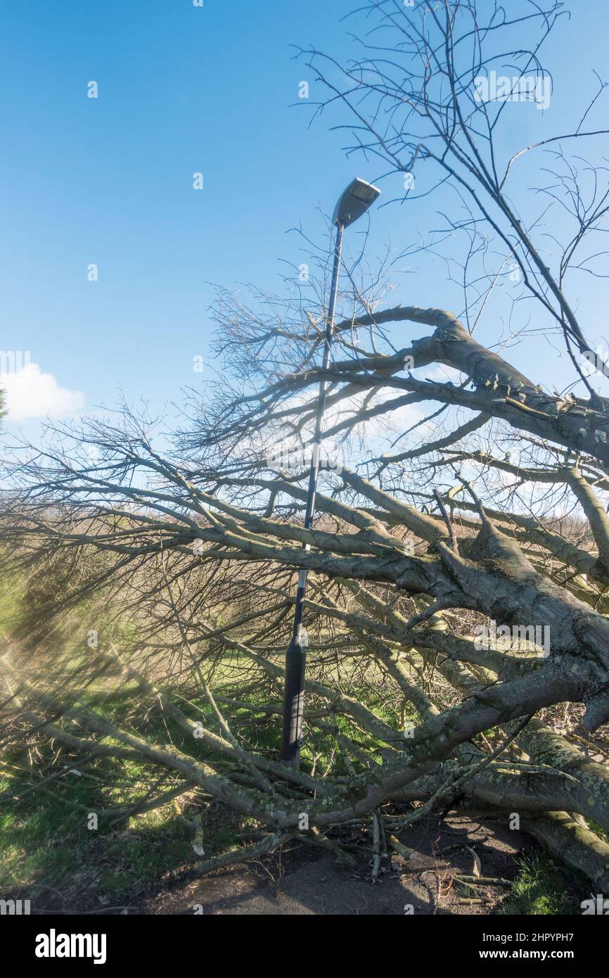 Ein großer Baum, der über einen Fußweg herabgebracht wurde und einen Laternenpfahl in Fatfield, Washington, Nordostengland, beschädigt, Großbritannien Februar 2022. Stockfoto