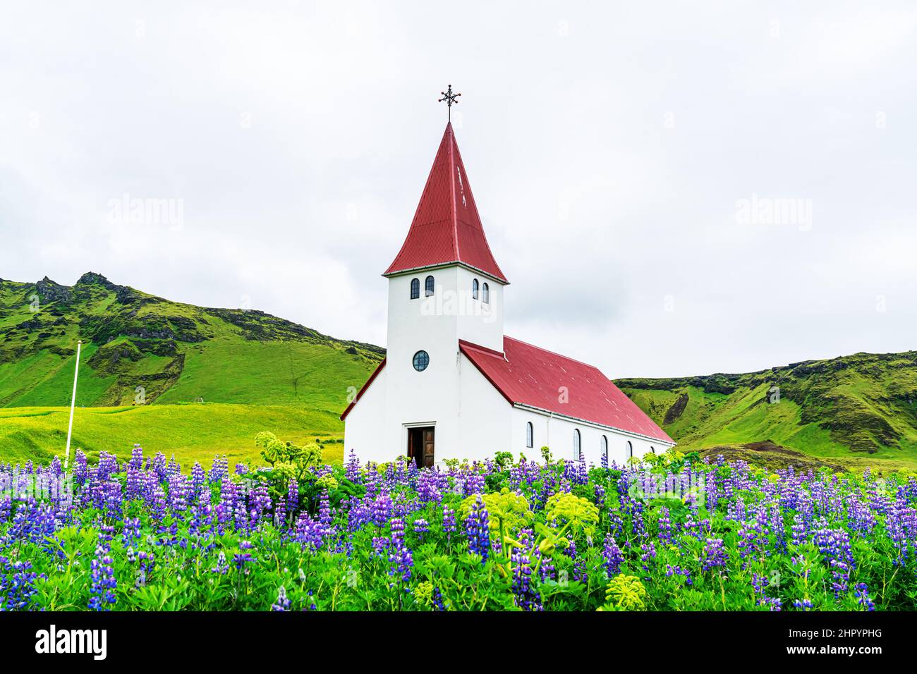 Blick auf die Reyniskirkja Kirche auf dem Gipfel des Berges, umgeben von blühenden Nootka Lupine Blumen in Vik, Island. Stockfoto