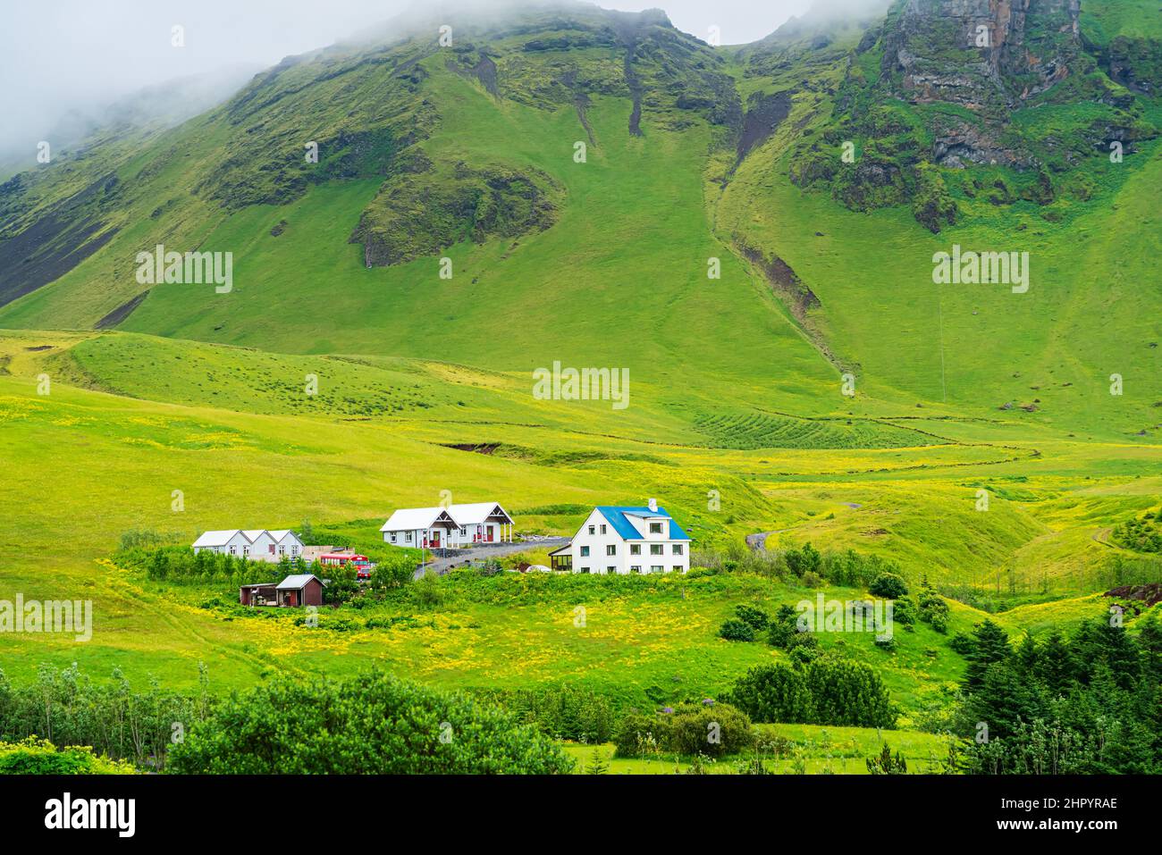 Isländische Landschaft mit hohem Berg und blühendem gelben Blumenfeld. Haus auf dem Feld der schönen gelben Blumen. Stockfoto