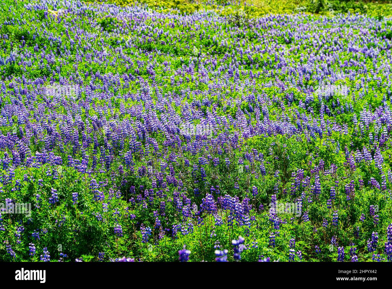 Schöne Landschaft von natürlichen lila Nootka Lupin Blumenfeld in der Sommersaison in Island. Blick auf die Nootka Lupin Blumenwiese im Osten Islands. Stockfoto