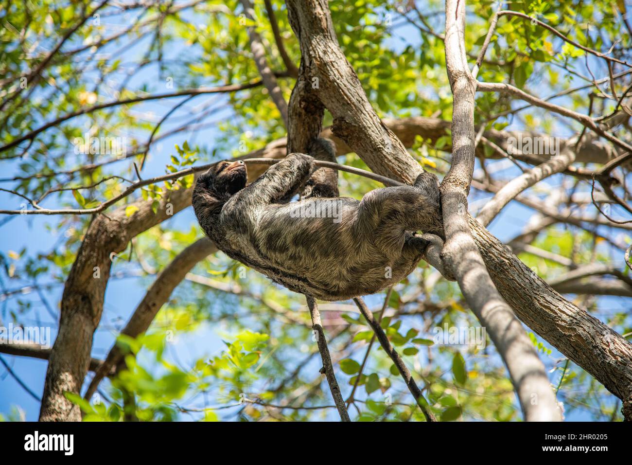 Ein Faultier, das an einem Baum im Centenario Park in Cartagena, Kolumbien, hängt Stockfoto