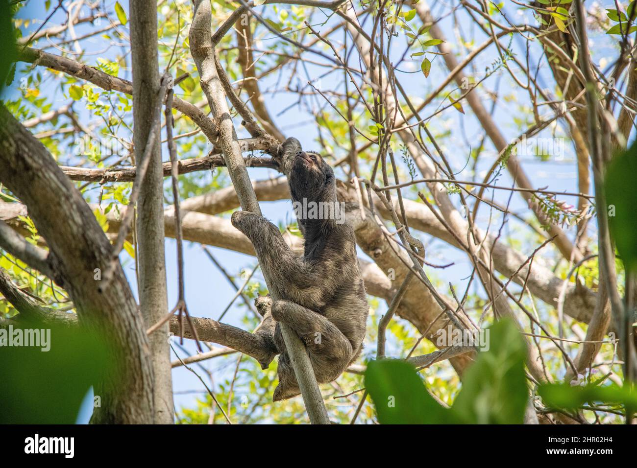 Ein Faultier, das an einem Baum im Centenario Park in Cartagena, Kolumbien, hängt Stockfoto
