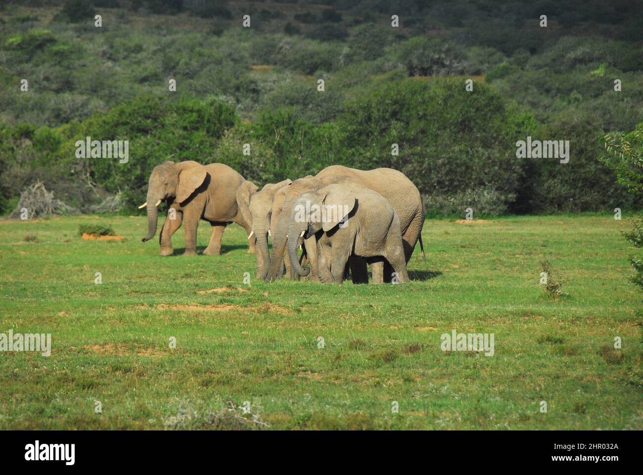 Eine Familie von fünf Elefanten jeden Alters, die durch ein grasbedecktes Tal in den waldbedeckten Hügeln Südafrikas wandern. Aufgenommen auf Safari. Stockfoto