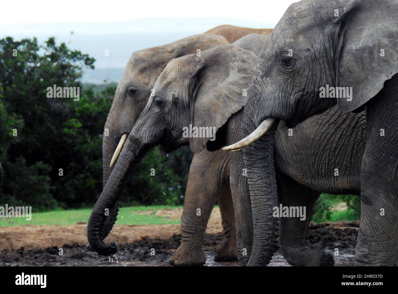Nahaufnahme einer Reihe von drei wilden Elefanten, die an einem Wasserloch in der Wildnis trinken. Gedreht auf Safari in Südafrika. Stockfoto