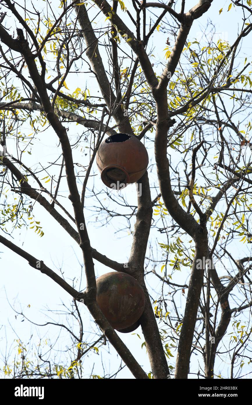 Irdenner Krug, der auf dem Baum bei Pearson Pally in Dovecote umgewandelt wurde. Das Santali-Stammesdorf bei Visva-Bharati. Santiniketan, Bolpur, Birbhum, Westbengalen Stockfoto