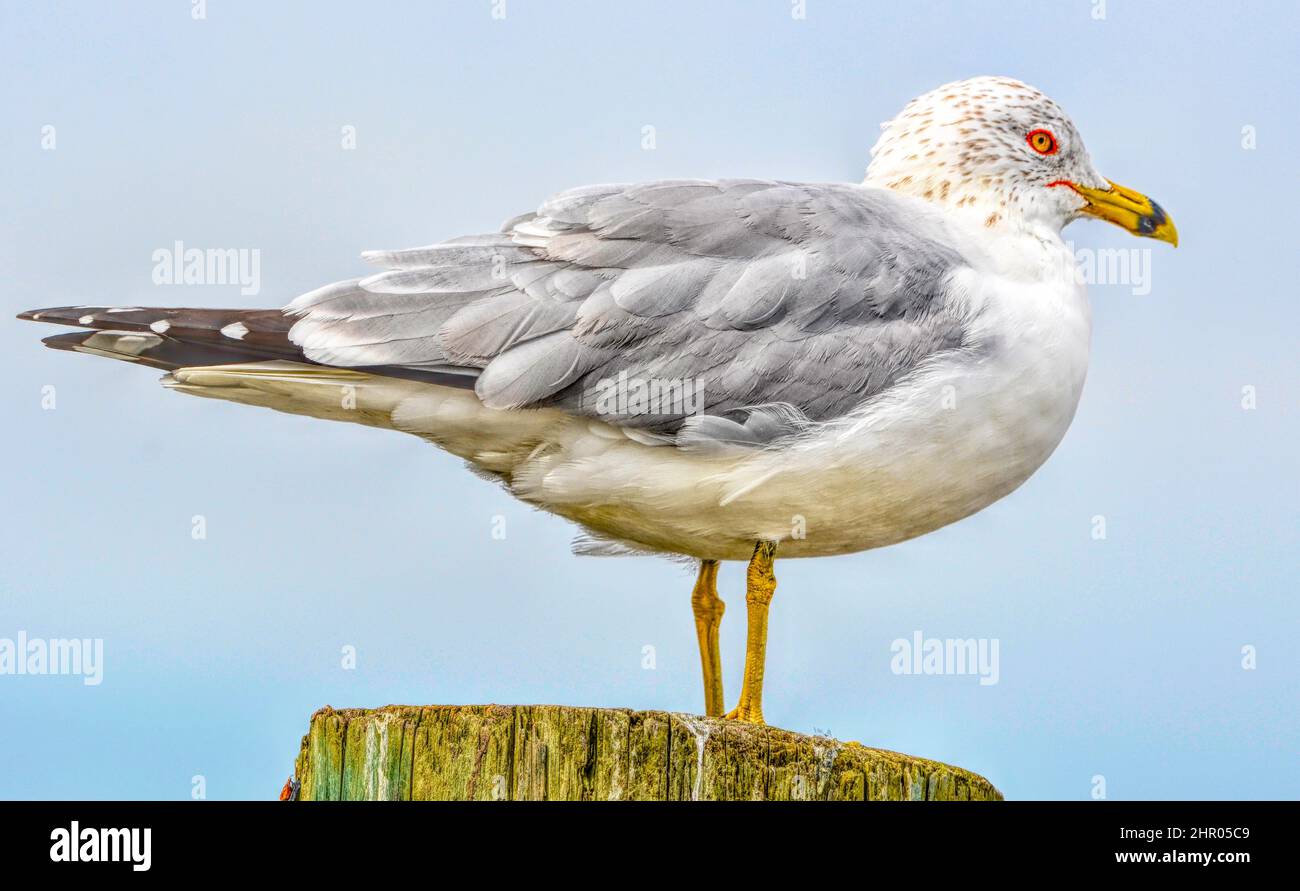 Ringelmöwe; Wintereinbruch; fotografiert in Jacksonville, FL 2022 Stockfoto