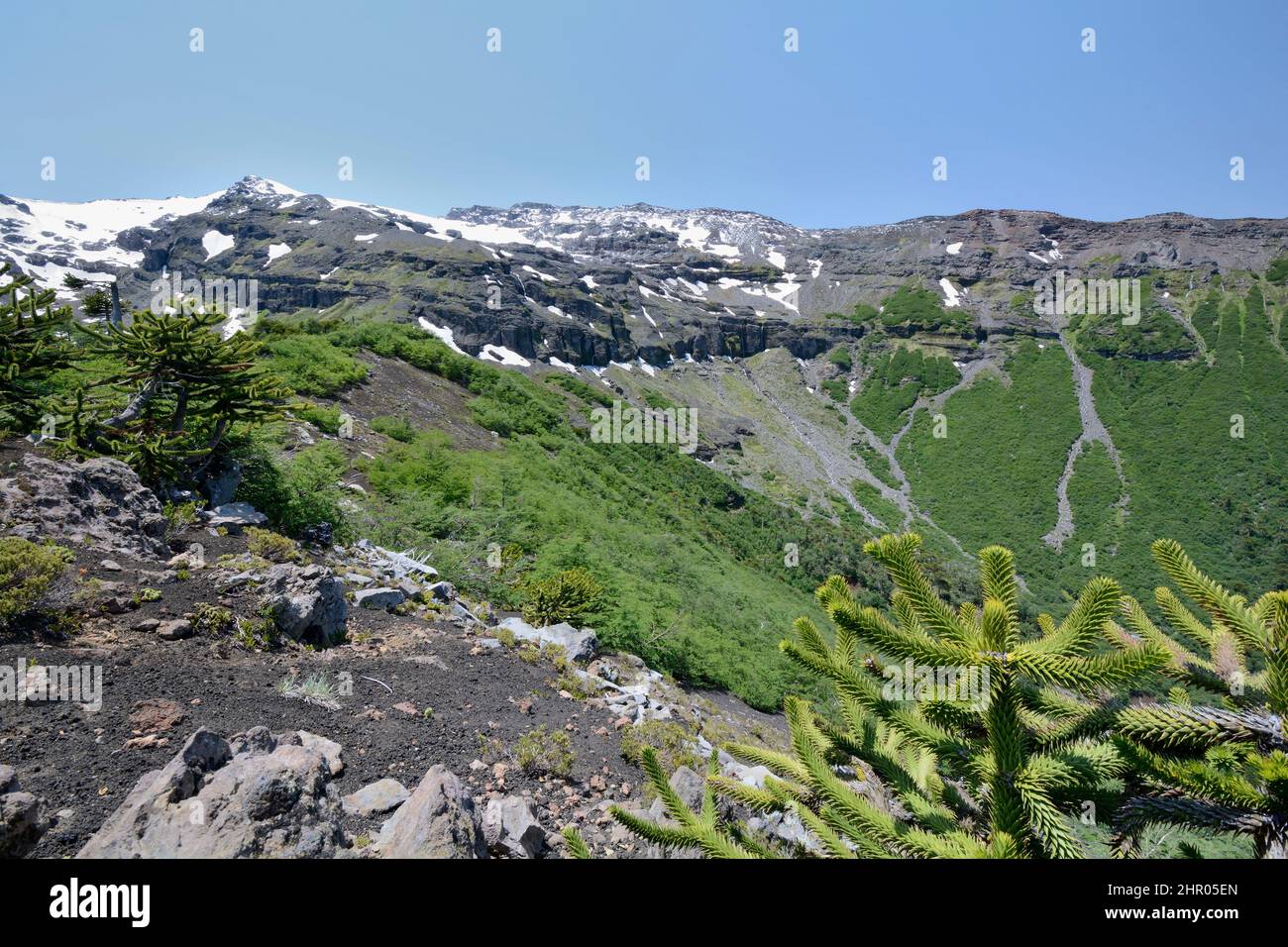 Sierra Nevada, chilenische Araucaria (Araucaria araucana) im
