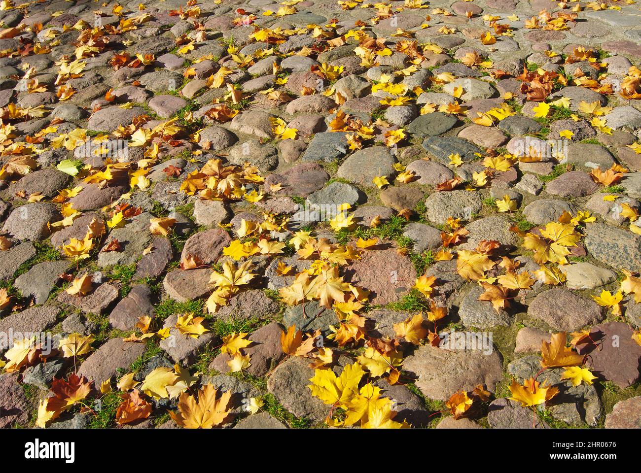 Gelbe Ahornblätter auf dem Bürgersteig Stockfoto