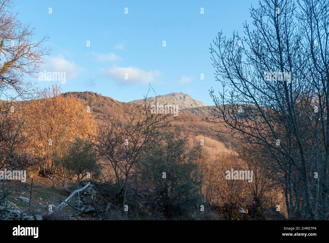 Winterlandschaft von Bäumen ohne Blätter am Ende des Herbstes mit Bergen im Hintergrund im Winter Stockfoto