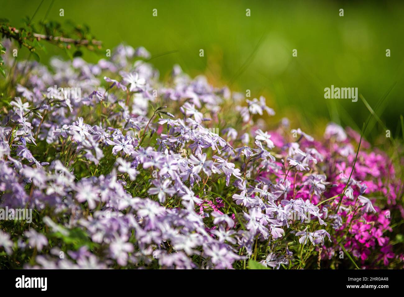 Blüten von Phlox douglasii, mit geringer Schärfentiefe. Stockfoto