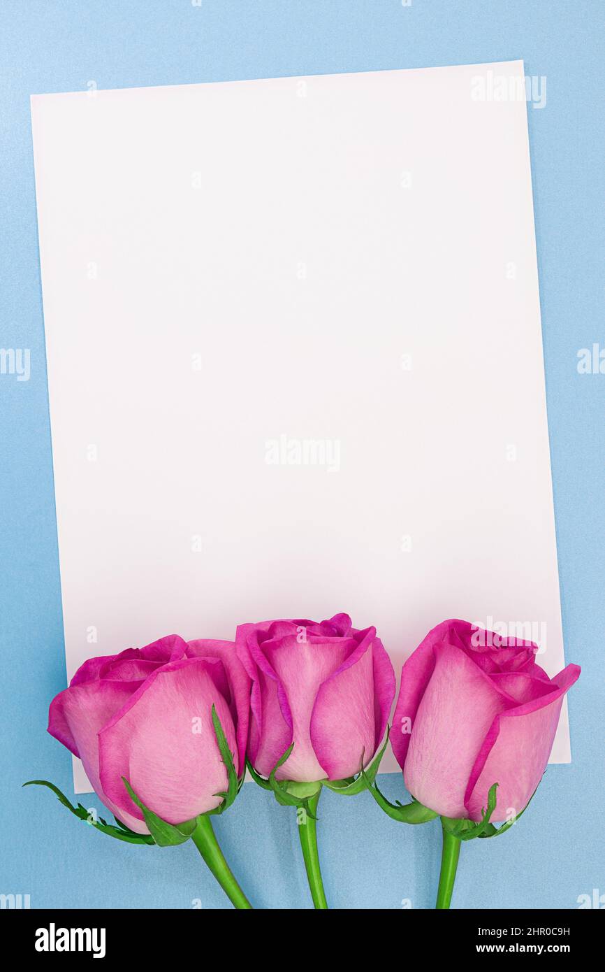 Drei rosa Rosen mit weißem Blatt Papier für Text auf blauem Hintergrund. Feiertag, 8. März, Geburtstag, internationale Frauen, Mutter und Valentinstag da Stockfoto