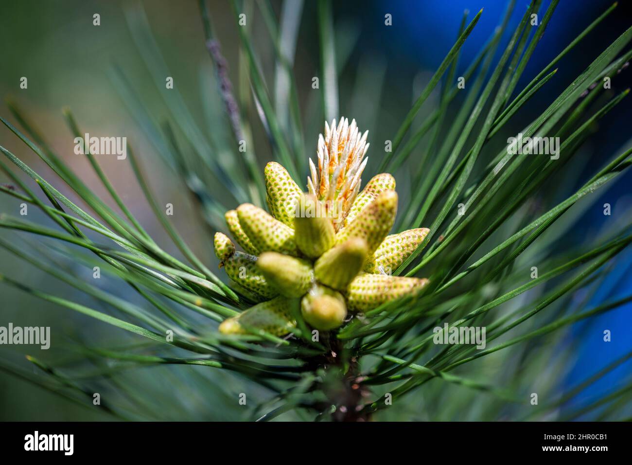 Moorkiefer, lateinischer Name Pinus mugo, männliche Pollen, die Strobili produzieren. Stockfoto