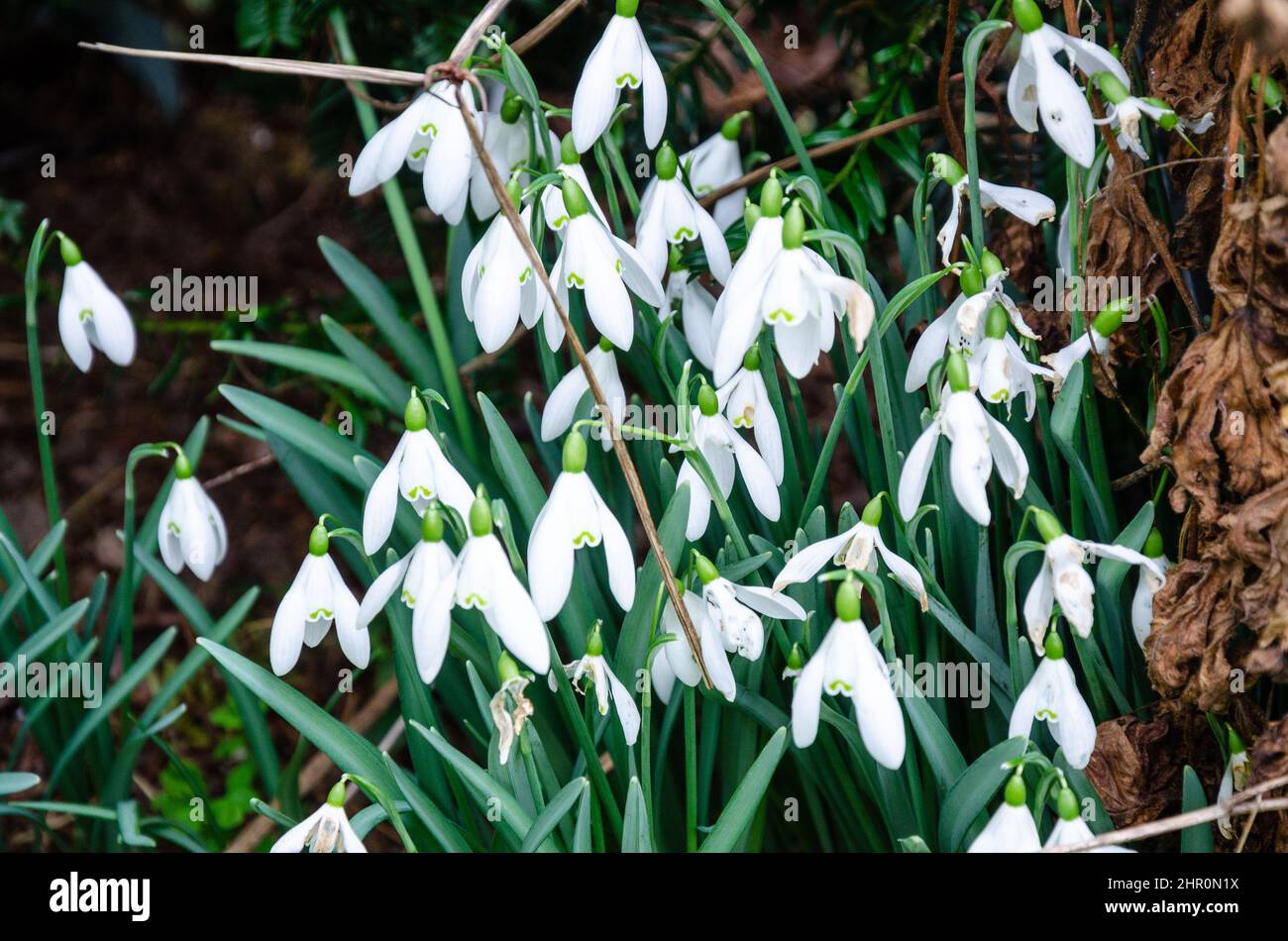 Schneeglöckchen, frühe Frühlingsblumen in einem Wohngarten. Stockfoto