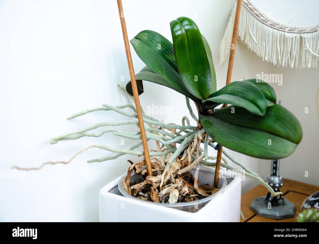 Eine Orchidee hielt als Hauspflanze in einem weißen Topf auf einem Beistelltisch. Stockfoto