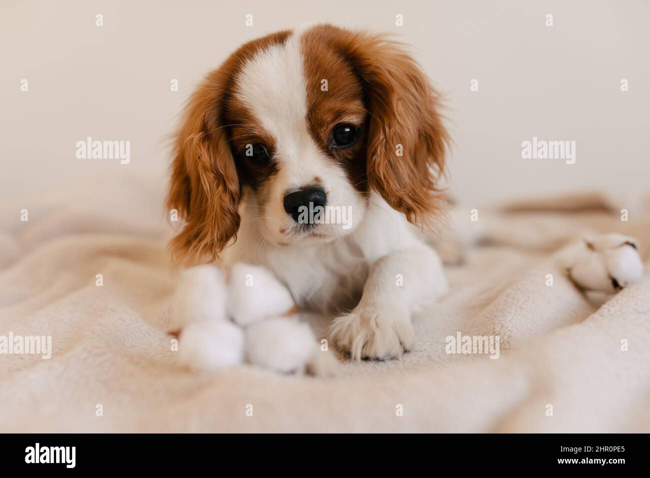 Niedliches Hundeportrait mit Baumwolllaying on Plaid. König Charles Spaniel Laying Looking ot Camera Stockfoto