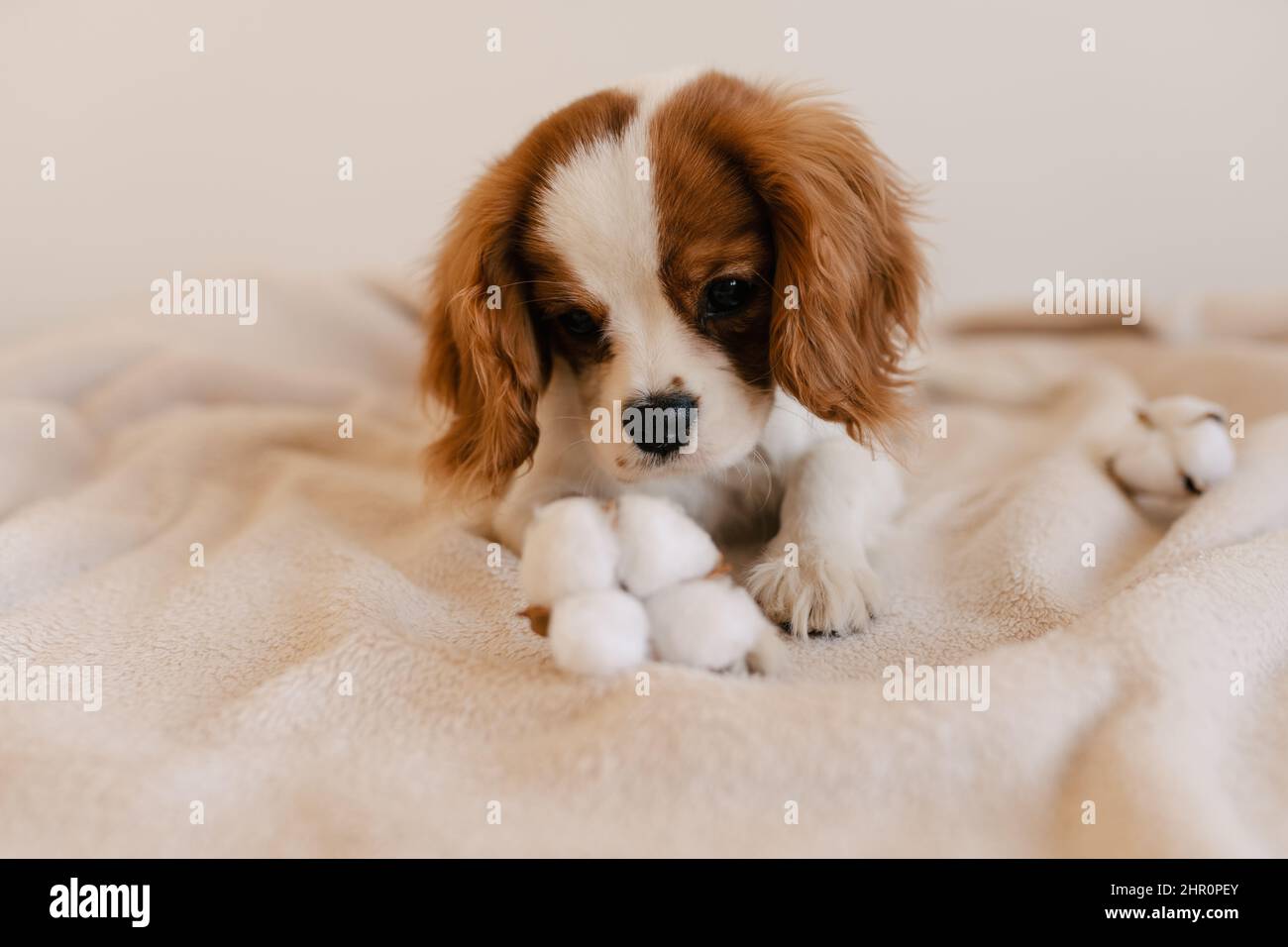 Niedliches Hundeportrait mit Baumwolllaying on Plaid. König Charles Spaniel Laying Looking ot Camera Stockfoto