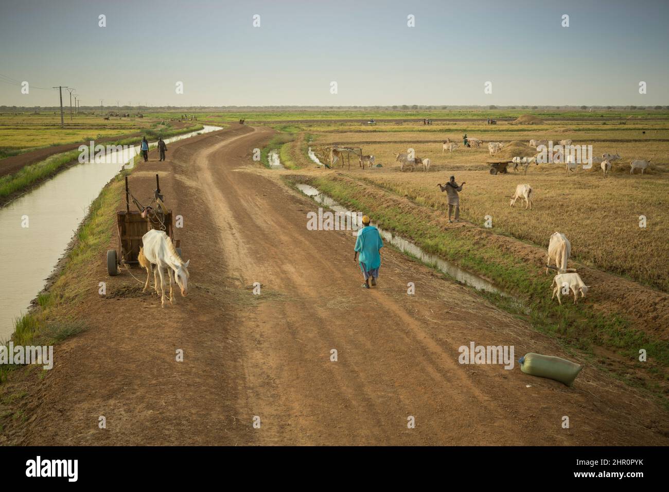 Viehweiden im Ngalenka Perimeter, einem neu bewässerten Perimeter im Departement Podor im Norden Senegals. Stockfoto
