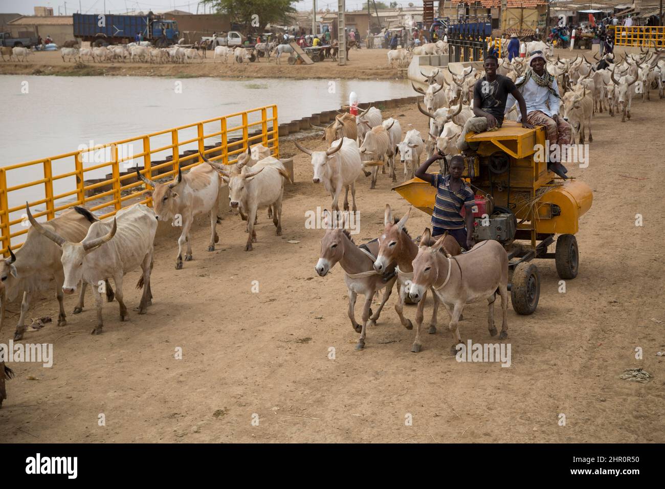 Ein von einem Esel gezogener Reisdrescher überquert die neue Brücke und das Schleusentor in Mboundum im Senegal-Flussdelta in Westafrika. Stockfoto