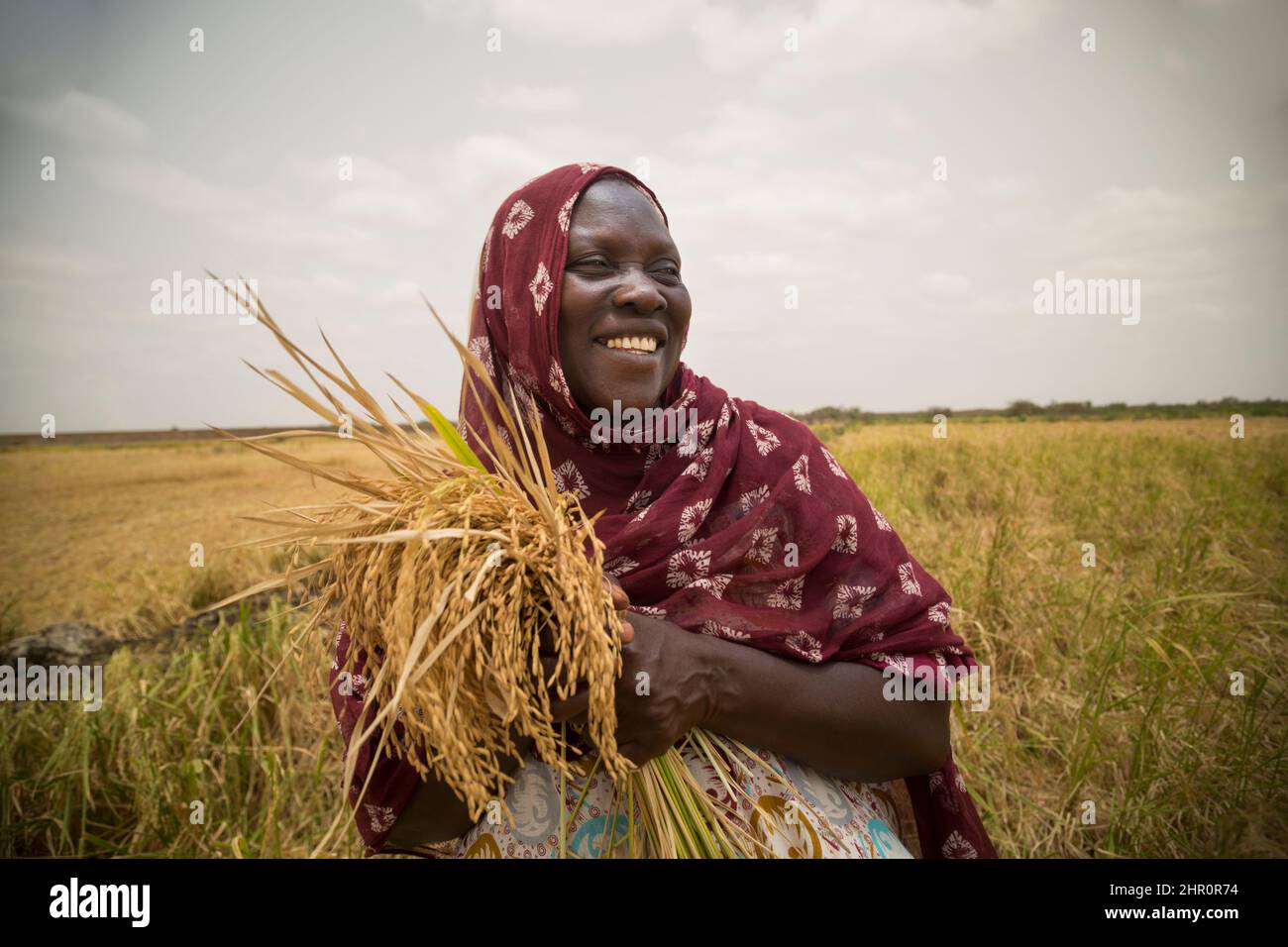 Eine Bäuerin schlingt ihre Felder auf, indem sie das vom Dreschen ihrer Reiskulturen im nördlichen Senegal, Westafrika, übriggebliessenes Heu wegnimmt und stapelt. Stockfoto