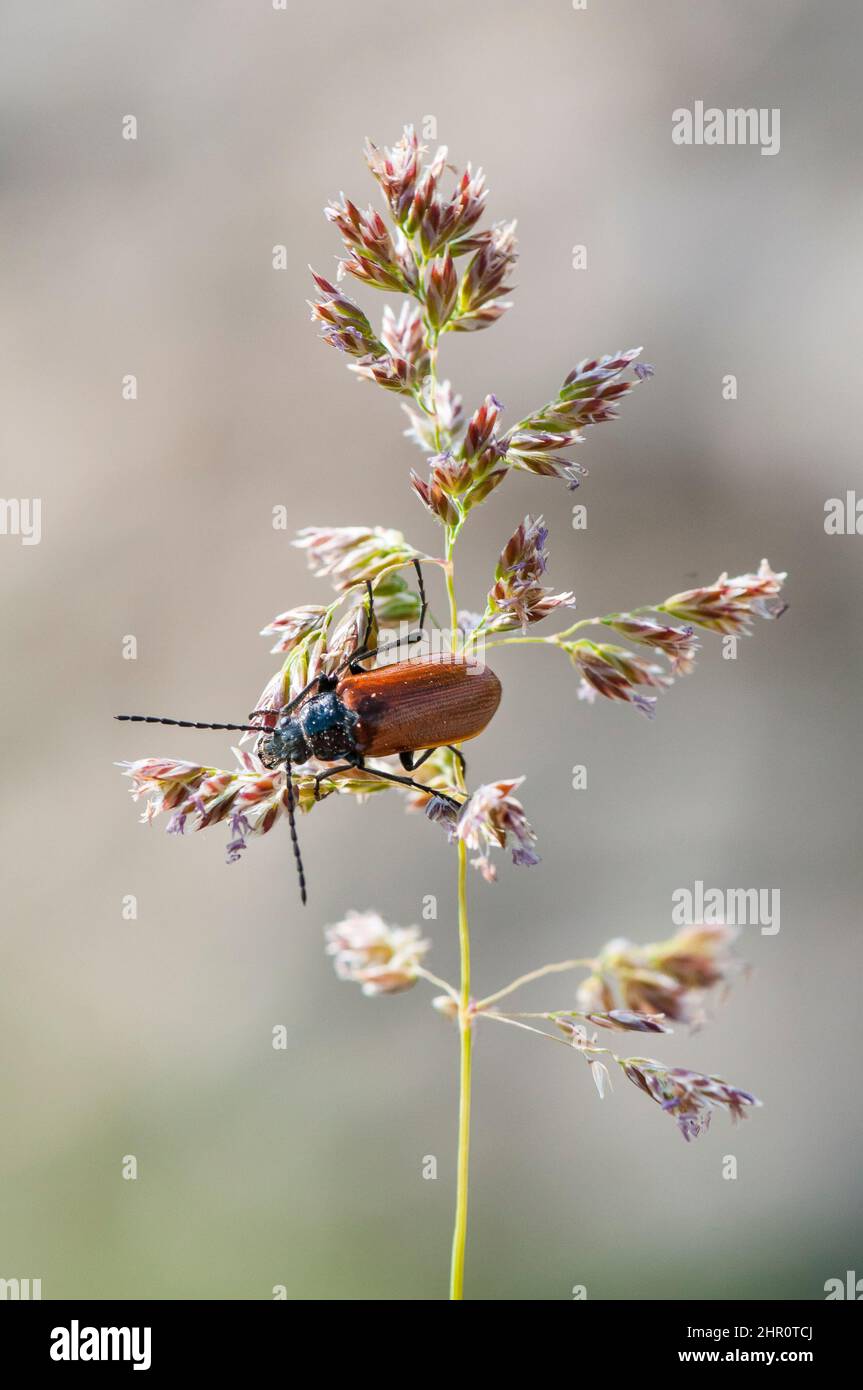 Käferkäfer (Omophlus lepturoides) auf einem Gras (poaceae) im Buschland, Ardeche, Frankreich Stockfoto