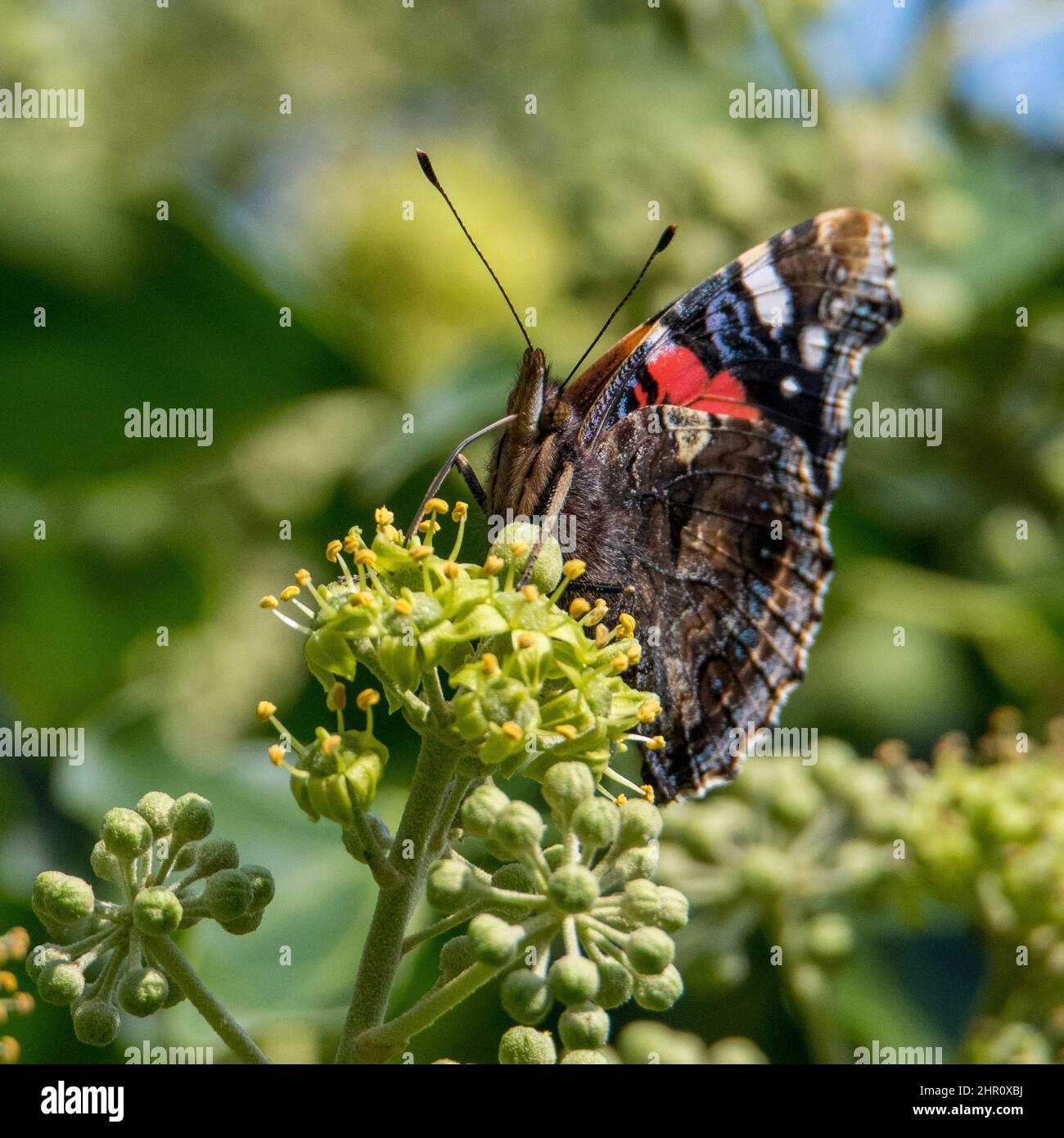 Roter Admiral-Schmetterling (Vanessa atalanta), der sich von Efeublüten ernährt (Hedera Helix) Stockfoto