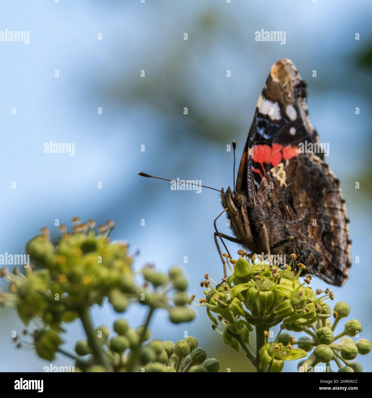 Roter Admiral-Schmetterling (Vanessa atalanta), der sich von Efeublüten ernährt (Hedera Helix) Stockfoto