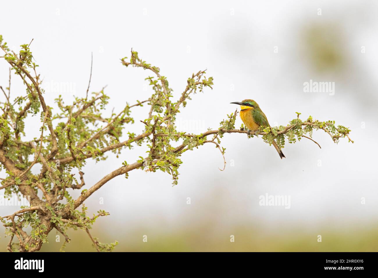 Ein bunter Bienenfresser (Merops pusillus), der auf einem Ast thront. Stockfoto