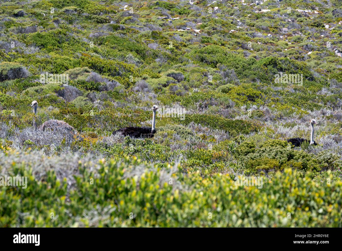 Drei Strauße im Cape Point National Park in Kapstadt Stockfoto