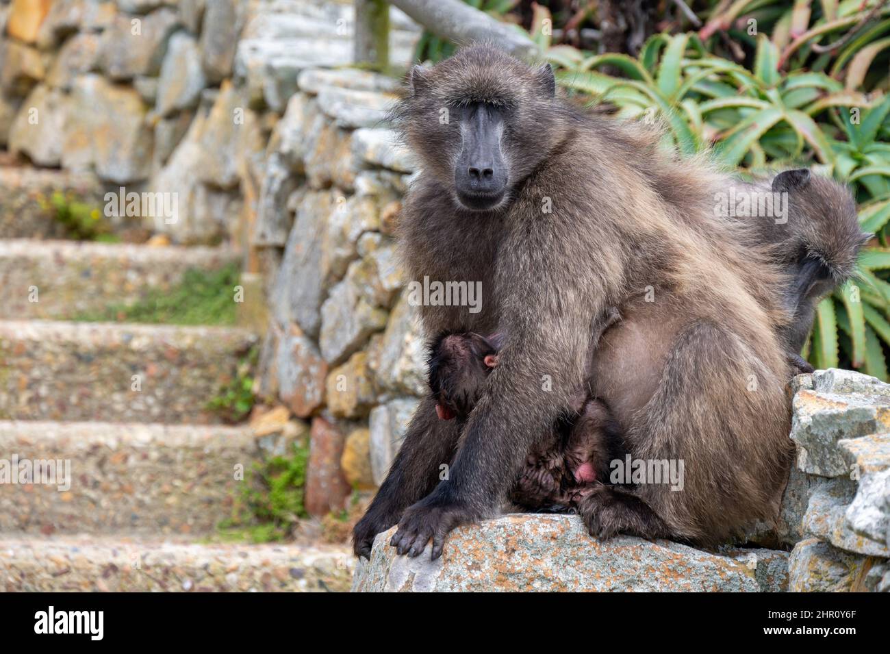 Pavian mit Baby am Cape Point in Kapstadt Stockfoto