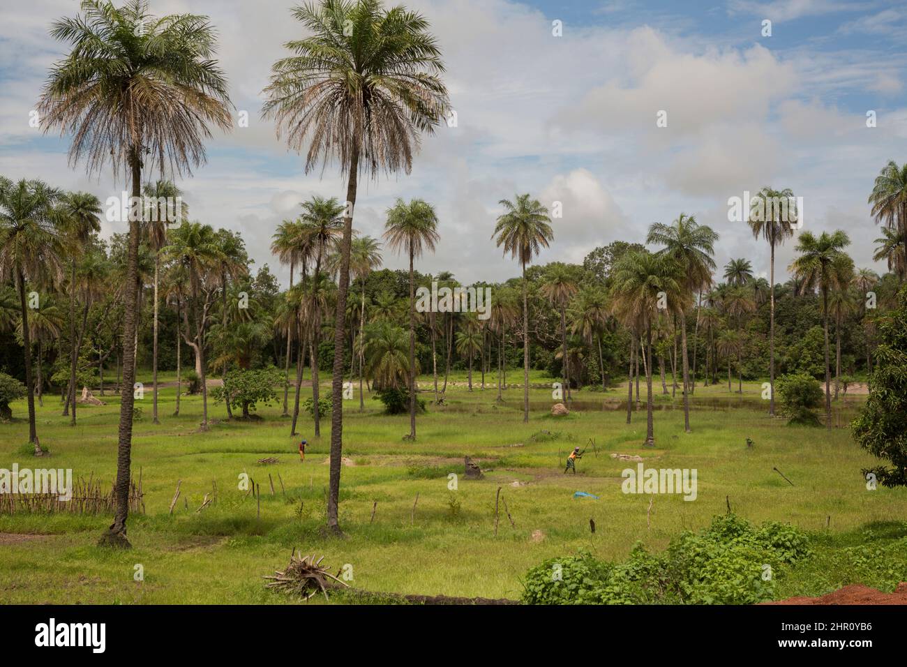 Der Reisanbau ist ein wichtiger Teil der Wirtschaft der Region Casamance im südlichen Senegal in Westafrika. Stockfoto