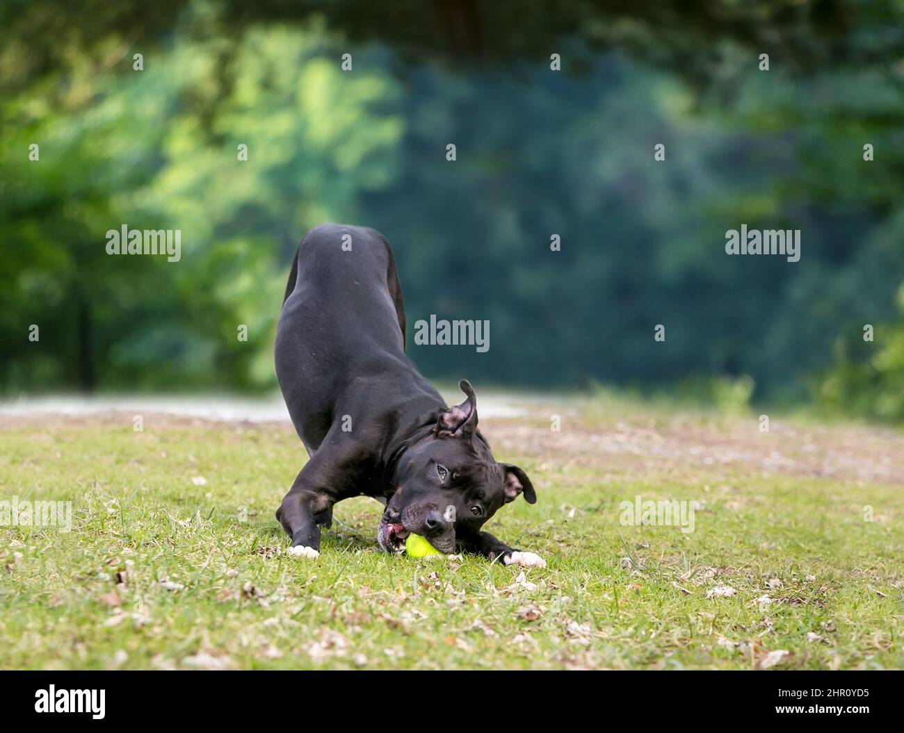 Ein schwarzer Pit Bull Terrier Mischlingshund, der auf einem Ball in einer Spielbogenposition kaut Stockfoto