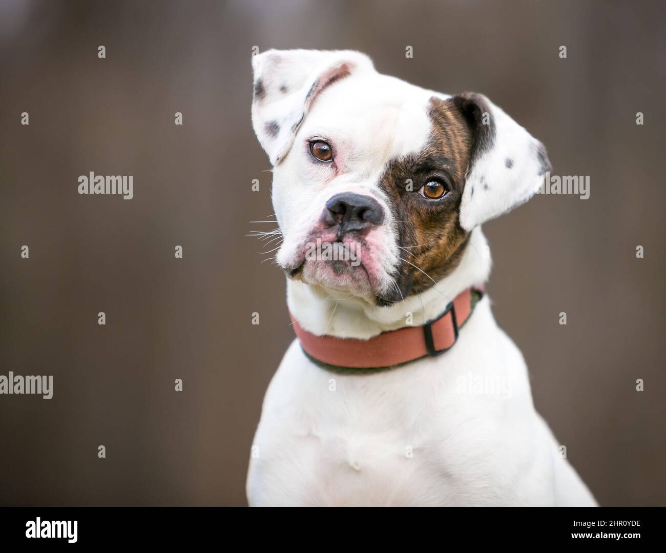 Ein Pug x Beagle x Bulldog Mischlingshund, der mit einem Kopfneigung zuhört Stockfoto