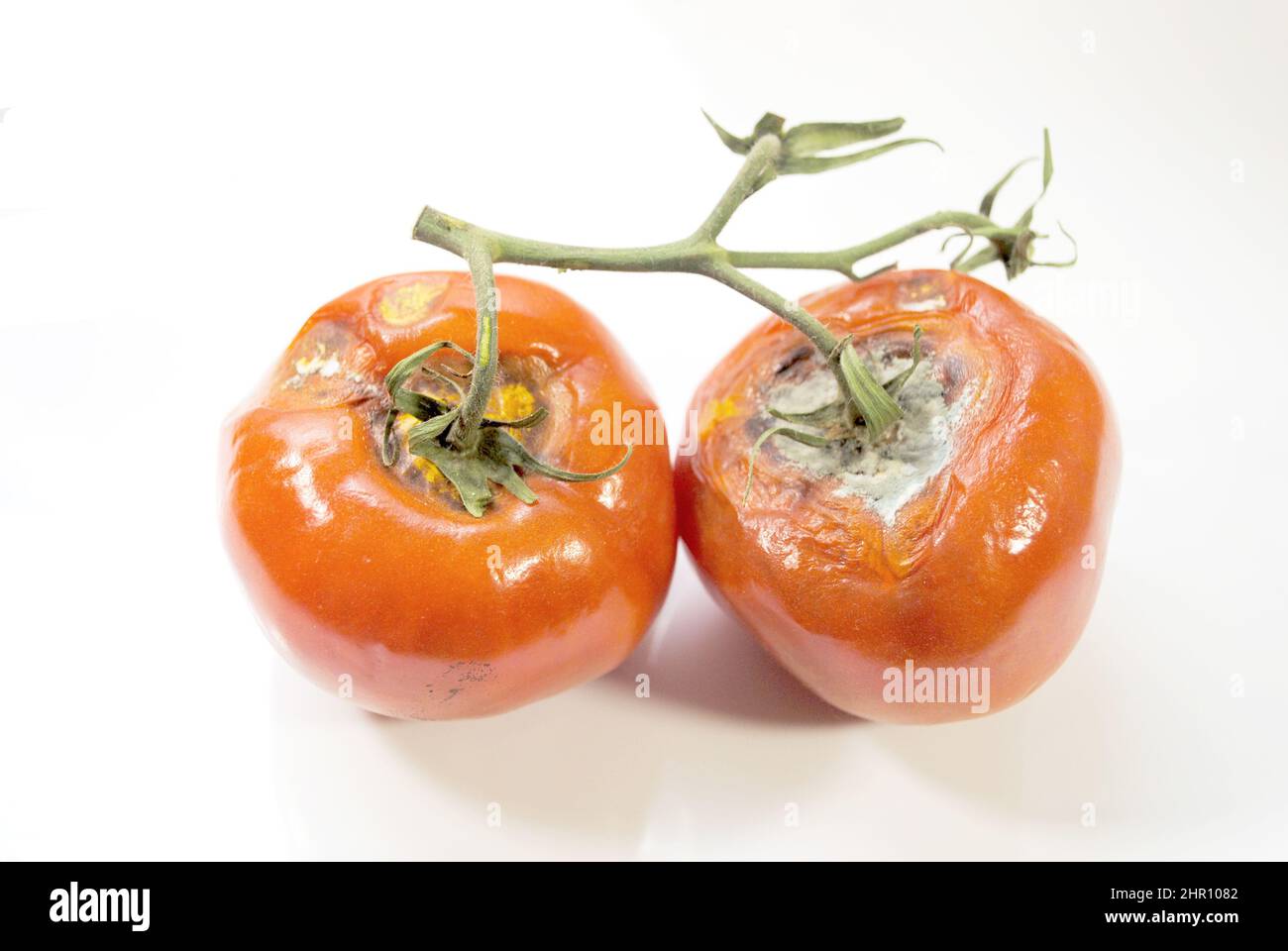 Zwei verfaulte rote Tomaten auf weißem Hintergrund Stockfoto