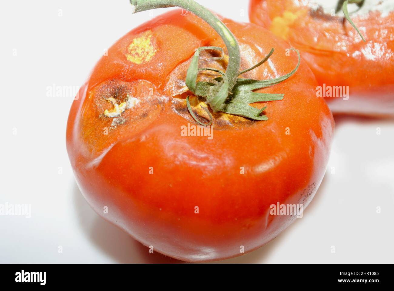Nahaufnahme von verrotteten roten Tomaten auf weißem Hintergrund Stockfoto
