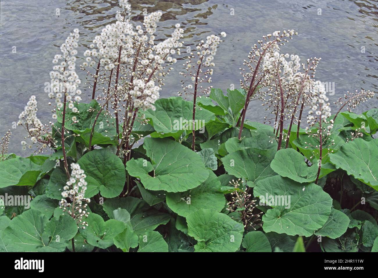 Butterbur, Blätter und Infruteszenzen, Petasiten-Hybridus, Asteraceae Stockfoto