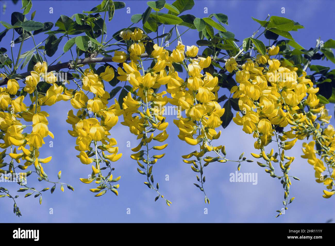 Racemes der goldenen Kette in voller Blüte, Laburnum anagyroides; Fabaceae Stockfoto