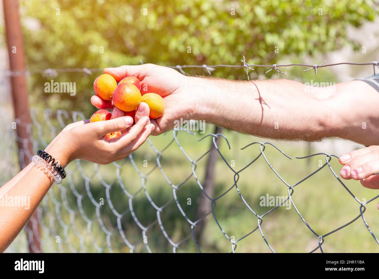 Hands of man giving apricots to hands of child through barbed wire of garden. Concept of providing humanitarian assistance to victims of war and Stockfoto