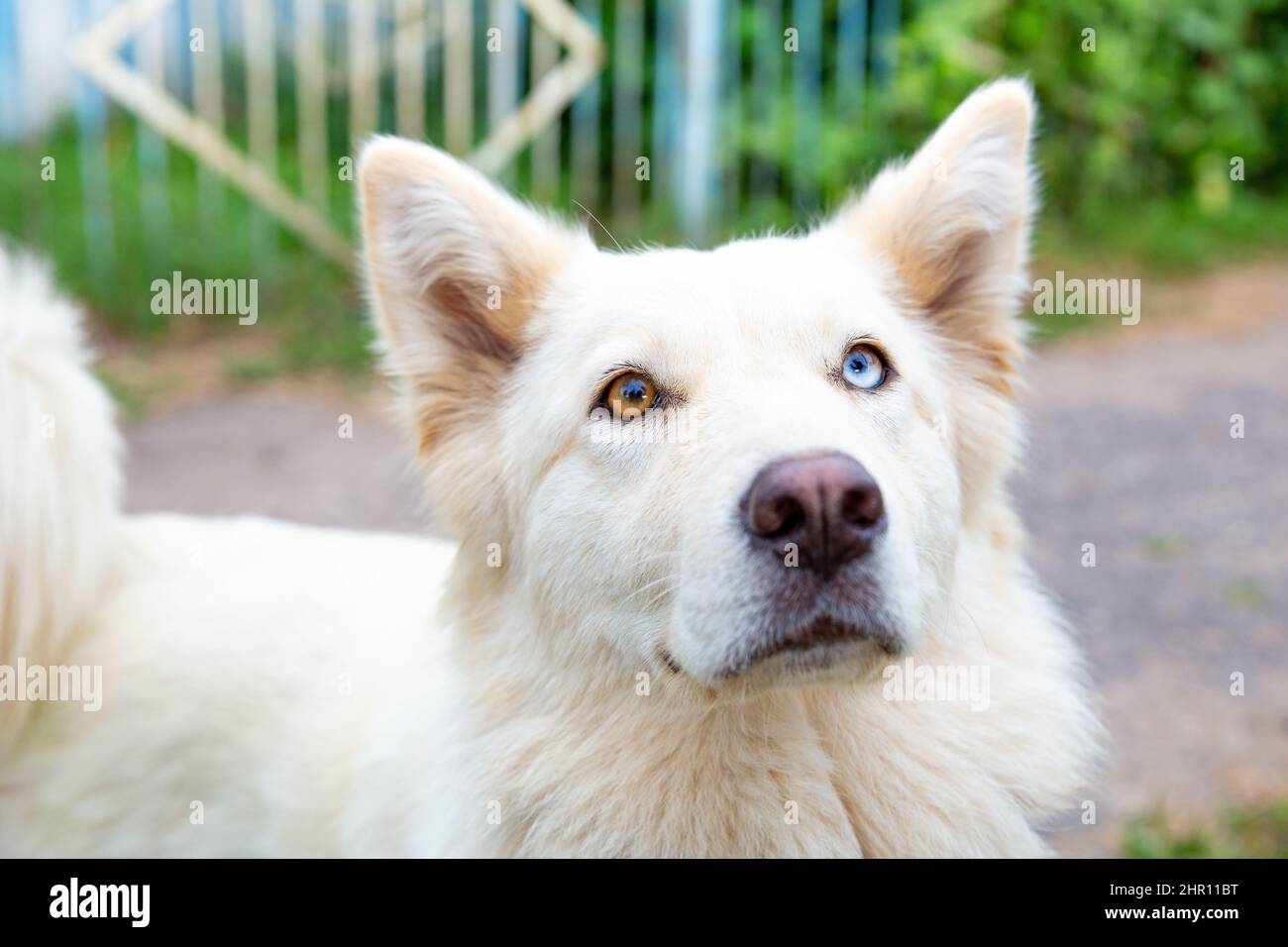 Nahaufnahme eines weißen Hundes mit Heterochromie, der auf die Kamera schaut. Augen in verschiedenen Farben. Ein Haustier mit einer ungewöhnlichen Augenfarbe. Gehen Sie mit dem Hund Stockfoto