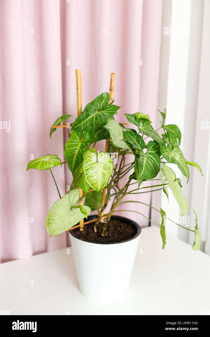 Tropische Zimmerpflanze Liana syngonium podophyllum in Topf mit Bambusstütze auf Tisch auf weißem rosa Hintergrund. Luftreiniger. Eine pflegeleichte und schöne Stockfoto
