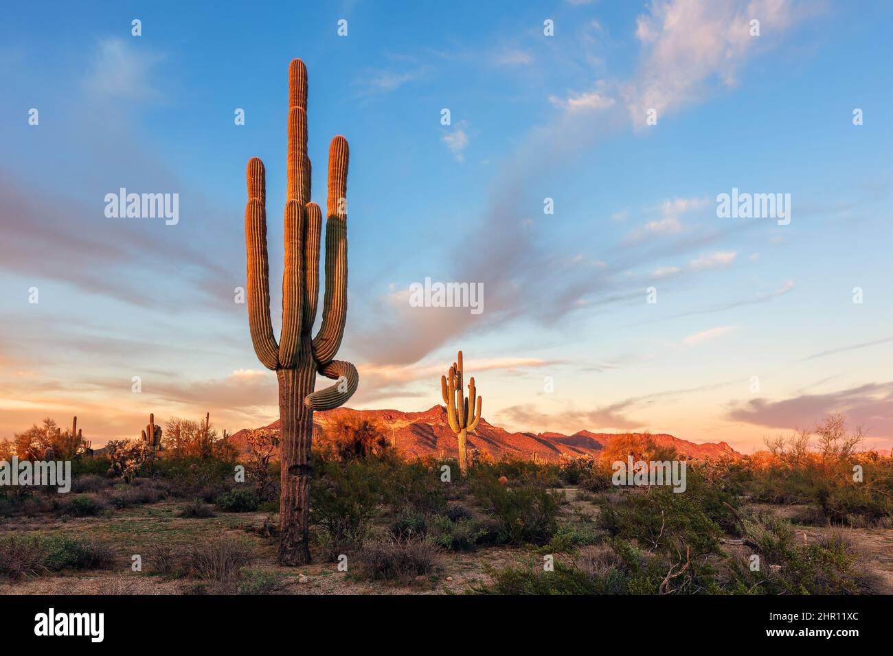 Saguaro Kaktus bei Sonnenuntergang in der Wüste von Arizona im Usery Mountain Regional Park Stockfoto