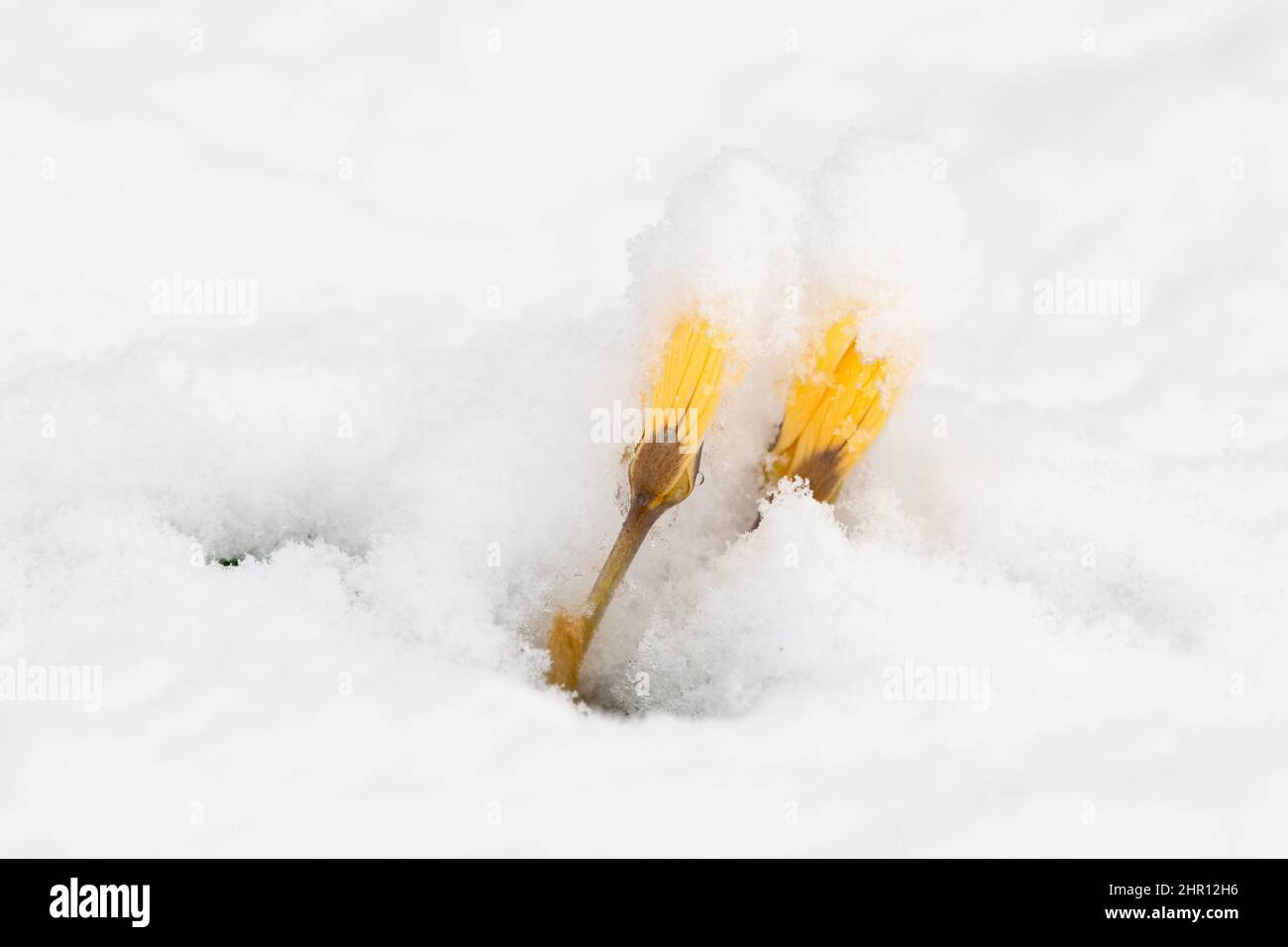 goldgelber, früh blühender, schneebedeckter Krokus chrysanthus fuscontinctus - UK Stockfoto