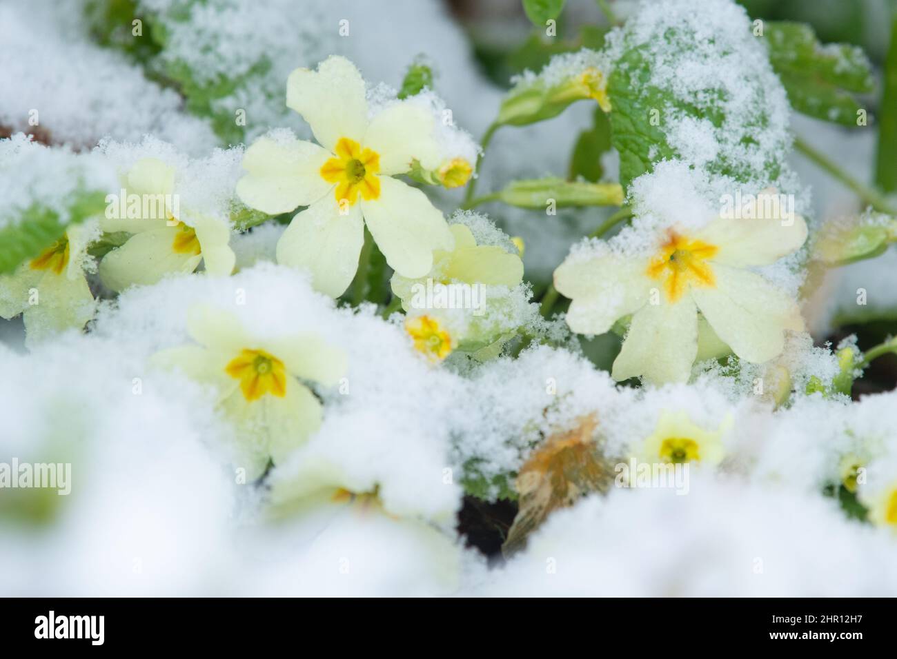 Einheimische primeln primula vulgaris im Februar mit Schnee bedeckt - Großbritannien Stockfoto
