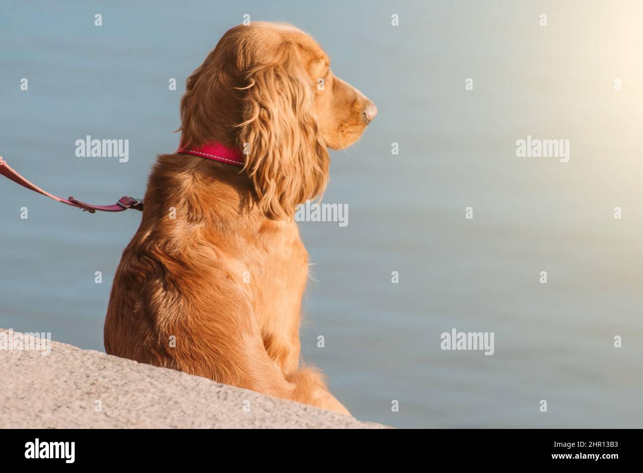 Red Cocker Spaniel sitzt am Ufer des Flusses und blickt in die Ferne Stockfoto