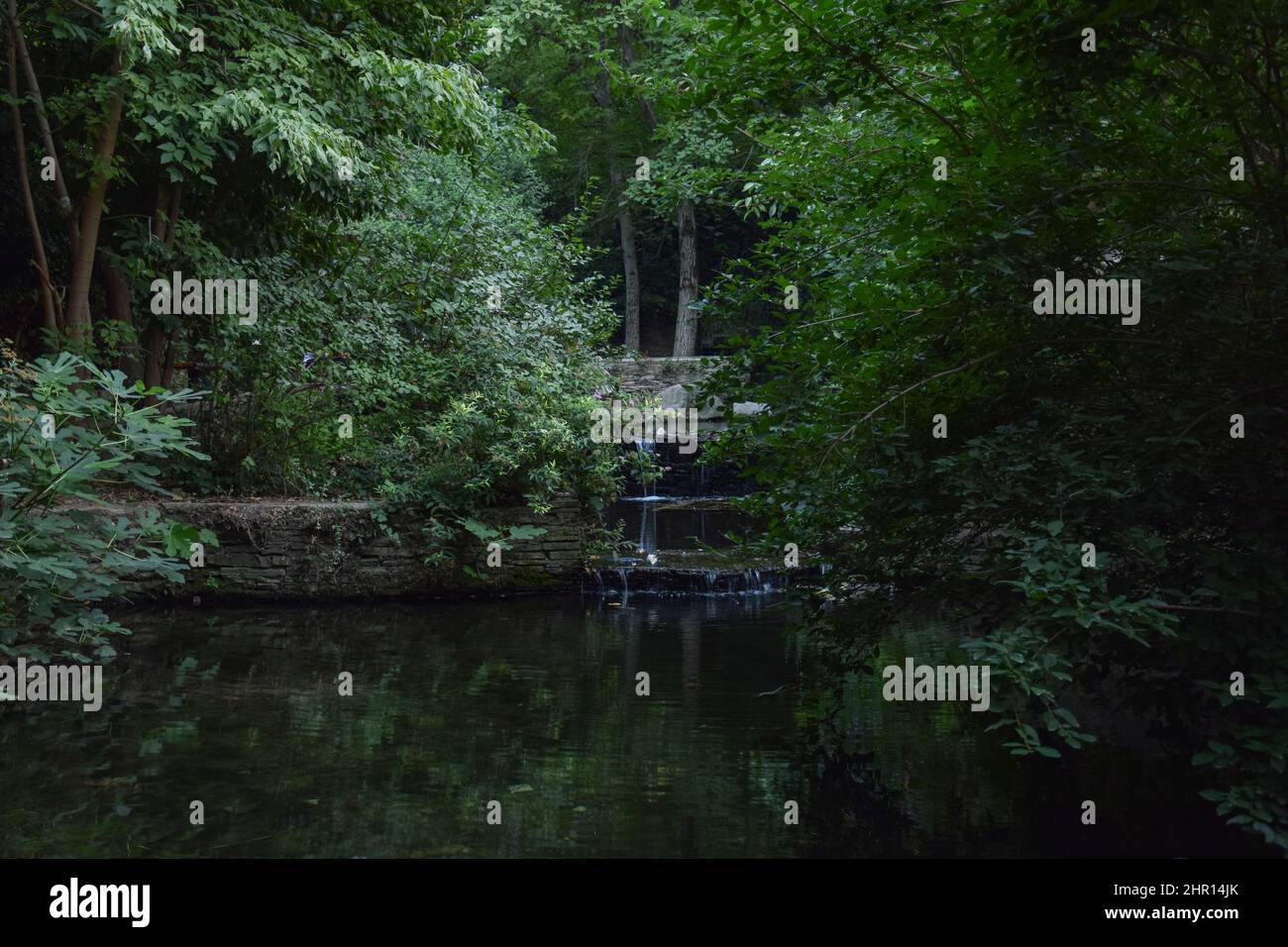 Filmische Ansicht des dunklen Waldes Stockfoto